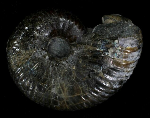 Hoploscaphites Ammonite - South Dakota #22680